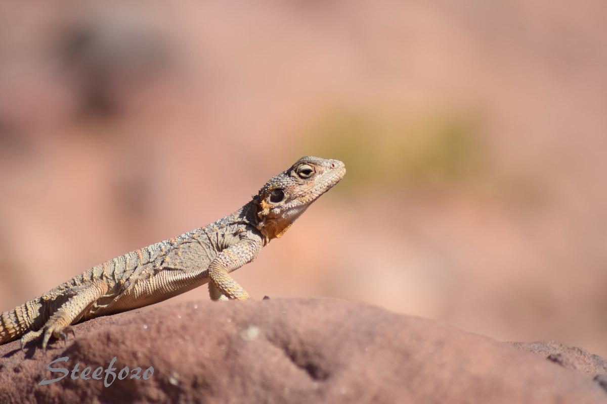 Top 10 Reasons to Visit Jordan